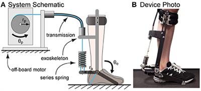 The Passive Series Stiffness That Optimizes Torque Tracking for a Lower-Limb Exoskeleton in Human Walking